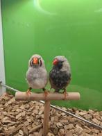 Te koop koppel charcoal Bleekrug man 2024
Pop split charcoal, Meerdere dieren