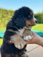 Berner Sennen x Zwitserse Sennen pups, 8 tot 15 weken, Groot, Meerdere, Meerdere dieren