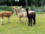 Alpaca’s te koop ivm te veel dieren voor onze weides, Dieren en Toebehoren, Juli, Meerdere dieren