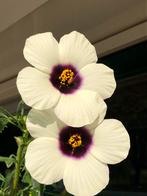 Hibiscus Cannabinus Zaden - Min. 25 stuks, Ophalen of Verzenden, Volle zon