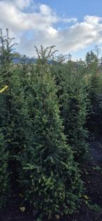 Grote taxus 180/200 kunnen gerooid  leveren kan snel, Ophalen, Bloeit niet, Vaste plant, Volle zon
