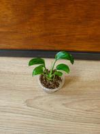 Monstera dissecta plantje/stekje, Ophalen of Verzenden, Halfschaduw, Minder dan 100 cm