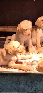 Raszuiver labrador pups mogen nest verlaten, Dieren en Toebehoren, Honden | Retrievers, Spaniëls en Waterhonden, CDV (hondenziekte)