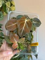 Philodendron melanochrysum, plantje uit wetstick, Huis en Inrichting, Kamerplanten, Ophalen of Verzenden, Halfschaduw, Minder dan 100 cm