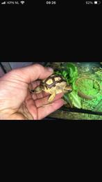 Sulcata babys, Dieren en Toebehoren, Schildpad