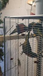 Te koop 3 Lorie van de blauwe bergen, Dieren en Toebehoren, Vogels | Parkieten en Papegaaien, Meerdere dieren, Papegaai, Tam