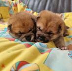 Shiba inu pups met f.c.i stamboom, Overige rassen, CDV (hondenziekte), 8 tot 15 weken, Meerdere