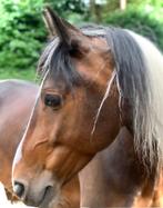 Leuke bonte merrie (e pony) met sportmogelijkheden, Dieren en Toebehoren, Pony's, Merrie, E pony (1.48m - 1.57m), Gechipt, 11 jaar of ouder