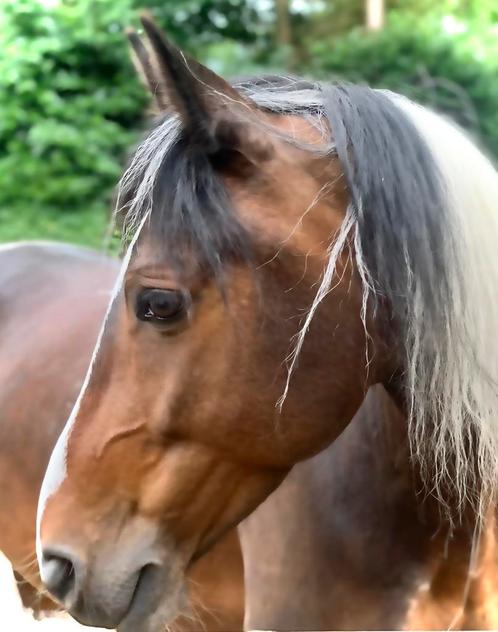 Leuke bonte merrie (e pony) met sportmogelijkheden, Dieren en Toebehoren, Pony's, Merrie, E pony (1.48m - 1.57m), 11 jaar of ouder