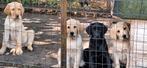 Raszuiver labrador pups ouders HD ED Spondylose vrij, Dieren en Toebehoren, Honden | Retrievers, Spaniëls en Waterhonden, Nederland