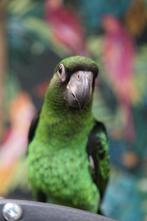 Jonge | Jardine | Papegaai | Tam | Lief, Meerdere dieren, Papegaai, Pratend