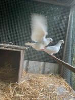 Nestkoppel kleine witte dierduifjes, Meerdere dieren