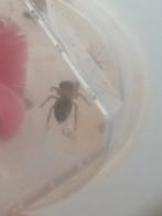 Springspinnen Phidippus Pius, Dieren en Toebehoren, Spin of Schorpioen