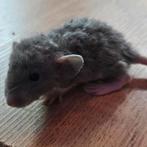 Dumbo rex rittens (ratjes) nu beschrikbaar, Dieren en Toebehoren, Rat, Meerdere dieren, Tam, September