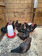 Barnevelder kriel kippen, Dieren en Toebehoren, Pluimvee, Meerdere dieren, Kip