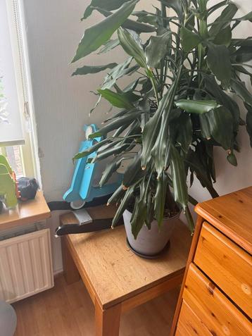 Kamerplant in pot beschikbaar voor biedingen