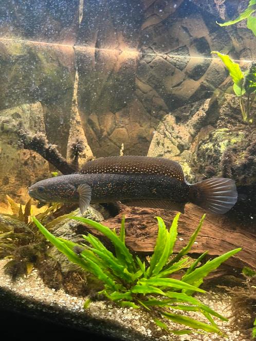 Channa slangenkop vis volwassen, Dieren en Toebehoren, Vissen | Aquariumvissen, Vis