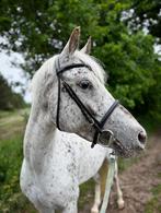 Allround D-pony!️🤩⭐️, Dieren en Toebehoren, Pony's, Merrie, L, Gechipt, 3 tot 6 jaar