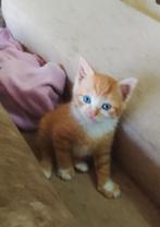 Kruising Ragdoll kittens, Dieren en Toebehoren, Meerdere dieren, Kortharig, 0 tot 2 jaar