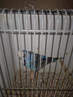 Engelse parkiet man, Mannelijk, Parkiet, Geringd