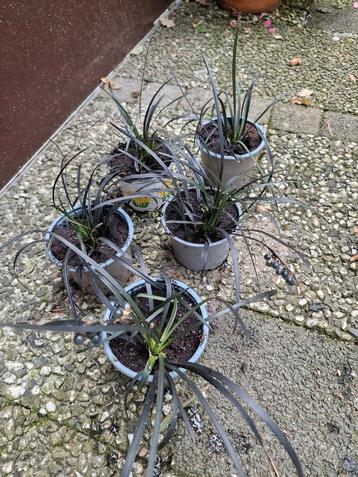 Zwart gras  , Ophiopogon Planiscapus  Niger ,slangenbaard  beschikbaar voor biedingen