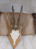 Gewei echt reegeweitje met schedel, Ophalen of Verzenden, Hert, Schedel