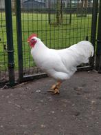 Haan grote witte Barnevelder, Dieren en Toebehoren, Pluimvee, Mannelijk, Kip