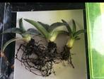 Bio Blauw Agave Americana vaste plant diverse stekken maten, Ophalen of Verzenden, Minder dan 100 cm, In pot, Cactus