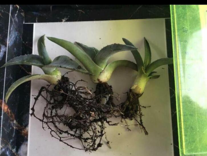 Bio Blauw Agave Americana vaste plant diverse stekken maten, Huis en Inrichting, Kamerplanten, Cactus, Minder dan 100 cm, Groene kamerplant