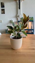 Ficus Elastica Schijveriana, Huis en Inrichting, Kamerplanten, Ophalen of Verzenden, Ficus, Minder dan 100 cm