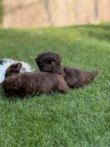 Shih Tzu pupjes beschikbaar voor biedingen