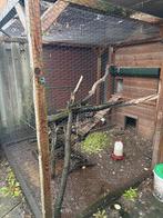 Kippenhok eventueel met kippen, Dieren en Toebehoren, Vogels | Kanaries, Vrouwelijk, Kleurkanarie