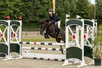 Mega getalenteerde D pony merrie, Dieren en Toebehoren, Pony's, Springpony, L, 7 tot 10 jaar, D pony (1.37m tot 1.48m)