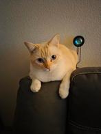 Wegens ziekte, Dieren en Toebehoren, Katten en Kittens | Raskatten | Korthaar, Kater, Gechipt