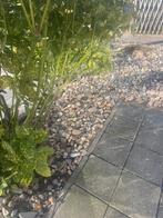 DIVERSE RIVIERKEIEN, Tuin en Terras, Grind, Keien en Split, Ophalen, Zo goed als nieuw