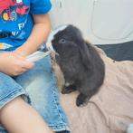 Super lief hangoordwerg mannetje, Dieren en Toebehoren, Mannelijk, Dwerg, Hangoor, 0 tot 2 jaar