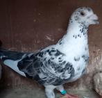 Postduif doffer, Dieren en Toebehoren, Vogels | Duiven, Mannelijk, Postduif