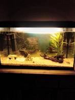 Aquarium en toebehoren., Dieren en Toebehoren, Vissen | Aquaria en Toebehoren, Ophalen, Gebruikt, Gevuld zoetwateraquarium