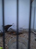 Chinese dwerg kwartels, Dieren en Toebehoren, Pluimvee, Meerdere dieren, Overige soorten