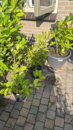Citroenboompjes ca. 1 meter - 4 stuks, Tuin en Terras, Ophalen, Volle zon, Vaste plant, Fruitplanten