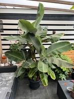 Bananenplant, Tuin en Terras, Planten | Tuinplanten, Vaste plant, Bloeit niet, Halfschaduw, Ophalen