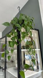 Planten in pot (los €5/stuk), Ophalen, Overige soorten, In pot, Minder dan 100 cm