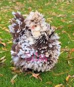 Broedeieren krulveer mottled USA zijdehoenders kippen, Dieren en Toebehoren, Kip