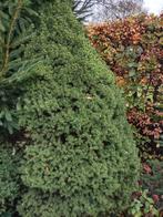 Leuke kerstbomen, Ophalen, Gebruikt