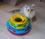 Britse langhaar kittens silvershaded mogen verhuizen nog 2, Meerdere dieren, Ontwormd, 0 tot 2 jaar