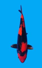 Diep rode HI UTSURI nisai HOSOKAI nieuwe collectie koi, Dieren en Toebehoren, Karper of Koi
