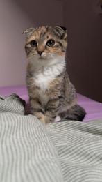Baby scottish fold poes, Dieren en Toebehoren, Poes, Ontwormd, 0 tot 2 jaar