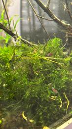 Mini japonica garnalen, Kreeft, Krab of Garnaal