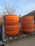 broedschalen, Meerdere dieren, Postduif