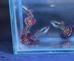 red ivory ss halfoon gup,guppy,guppen, Dieren en Toebehoren, Vis, Zoetwatervis